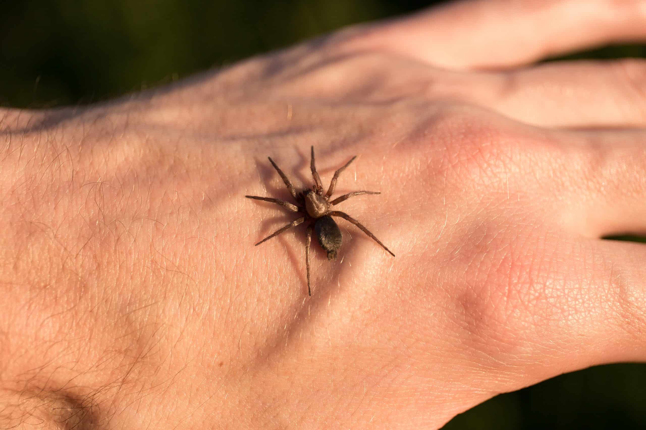 Домашние пауки кусаются. Укус коричневого паука отшельника. Южнорусский Тарантул укус.