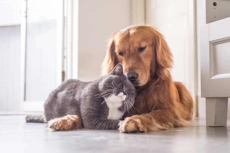 Ljubavni jadi na četiri noge - kako pomoći psima i mačkama