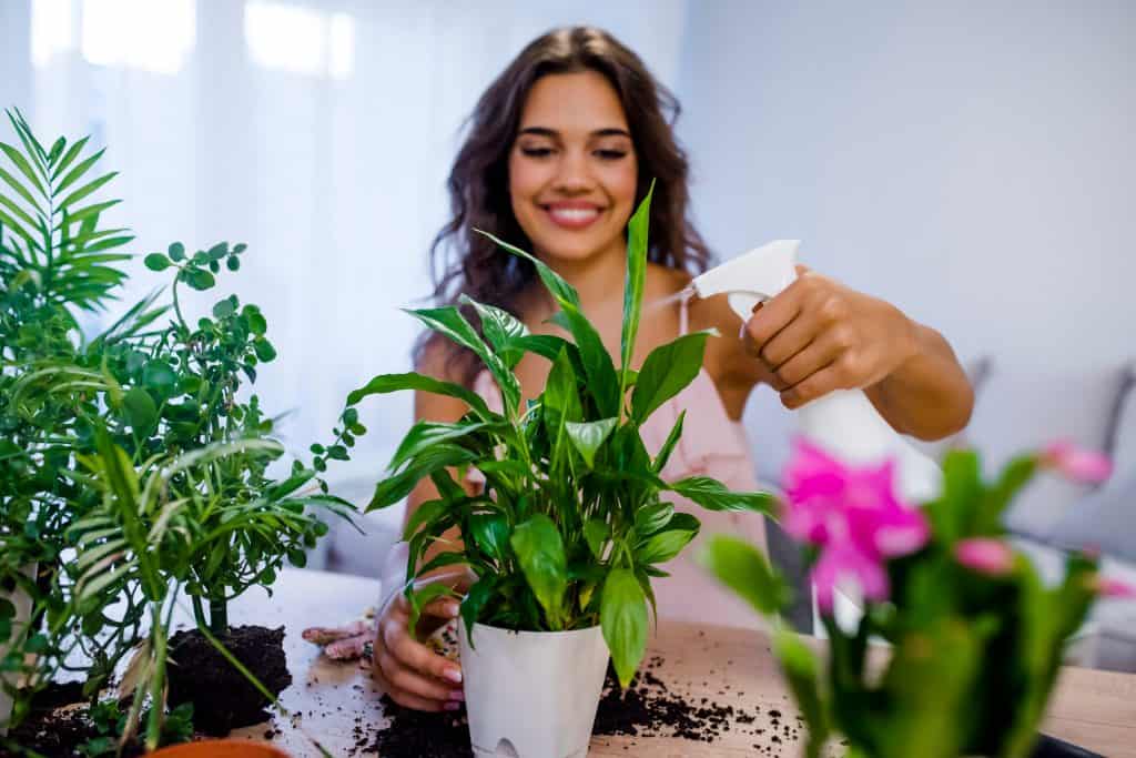 Kako se brinuti o kućnim biljkama