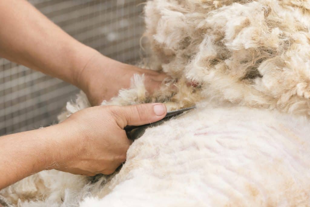 Kako brzo ovci raste vuna