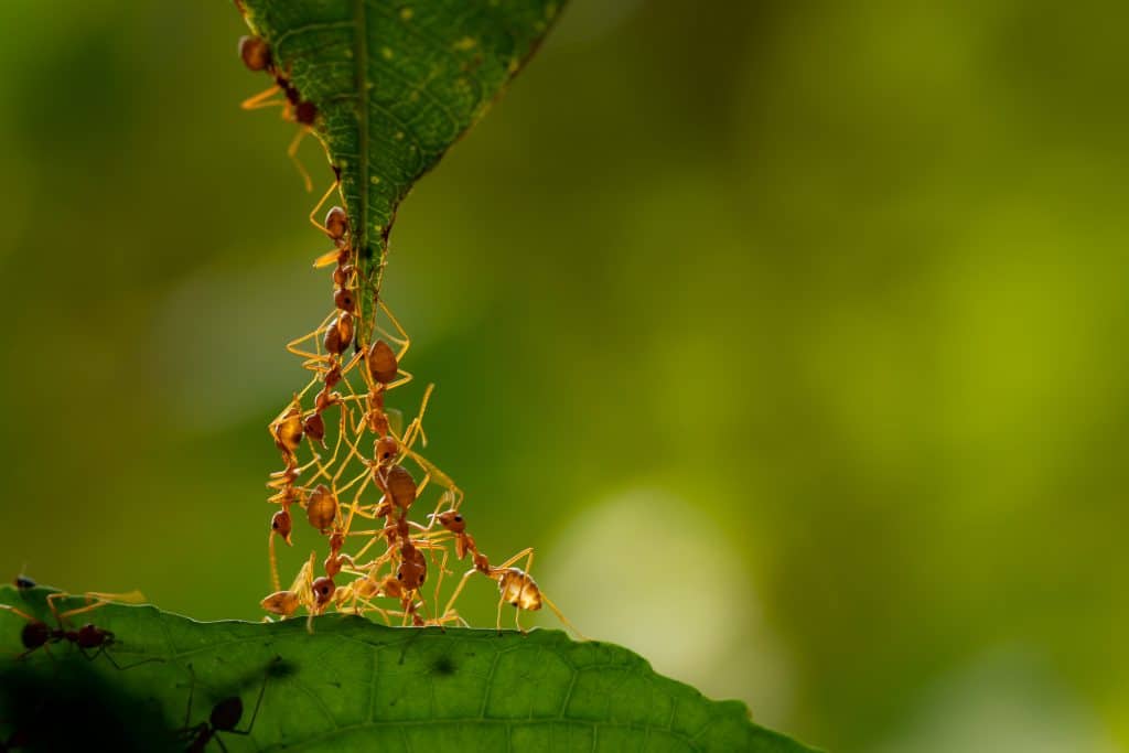Zašto su mravi važni za šume