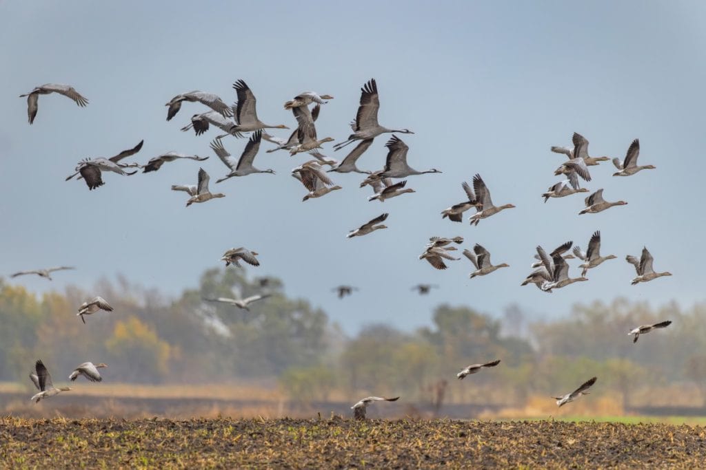 Zašto ptice migriraju